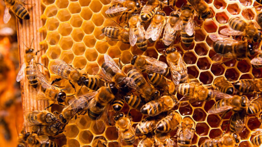 Zima je najrizičniji period za pčele