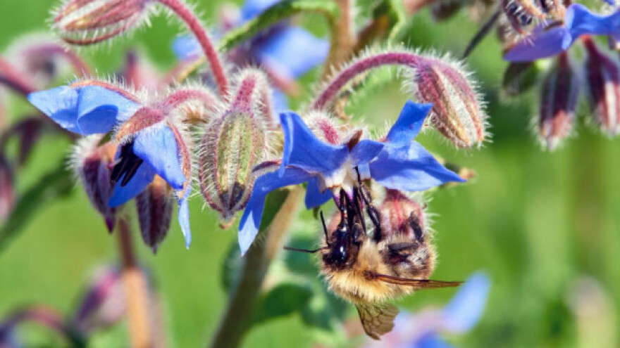 5 načina kako privući pčele i druge oprašivače