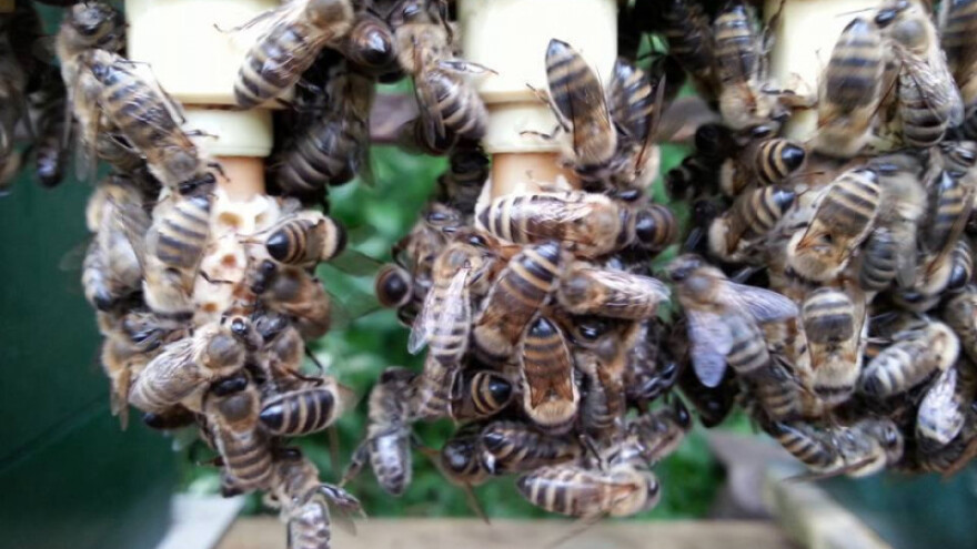 Prvi simpozij bh pčelara u Sarajevu