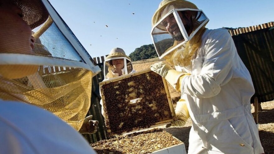 I pčelari ljuti zbog uništavanja bilja u Dalmaciji