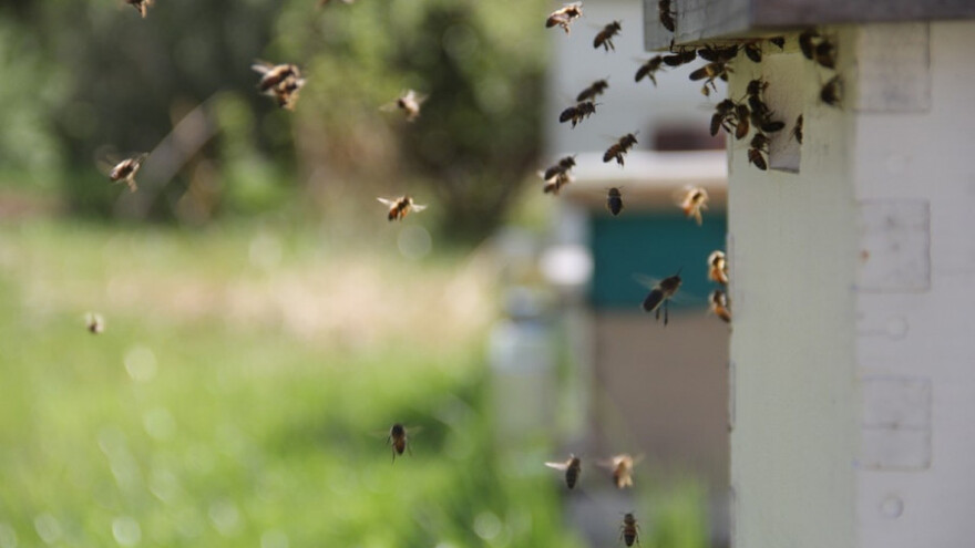 Park za pčele u Stokholmu
