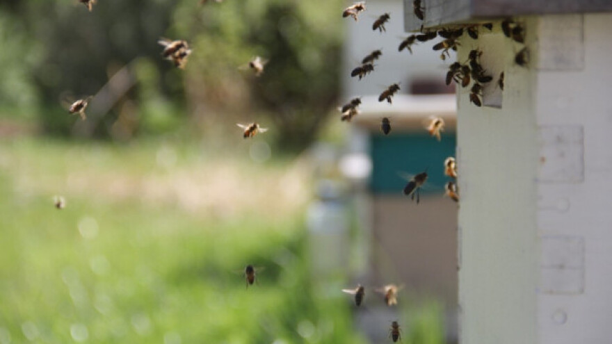 Park za pčele u Stockholmu