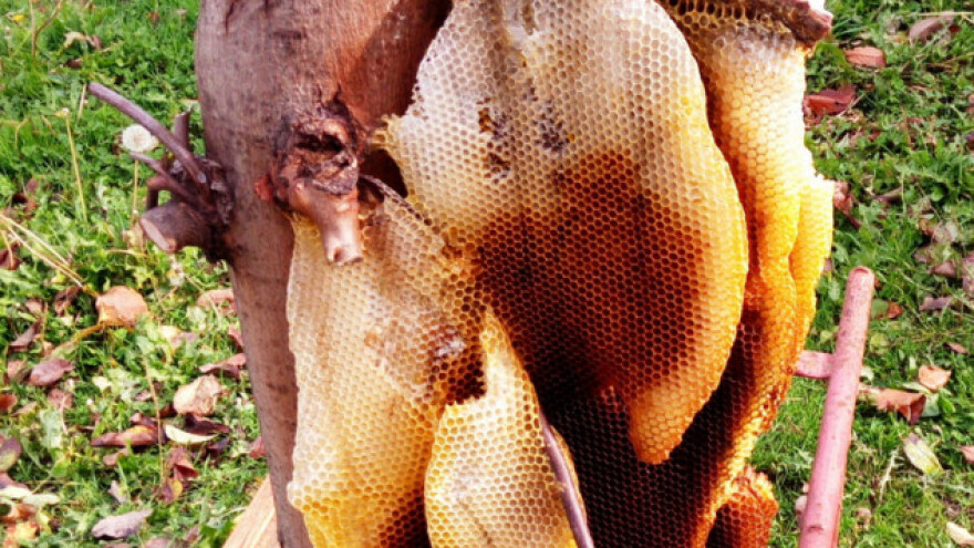 Pčele na drvetu napravile gigantsko saće puno meda