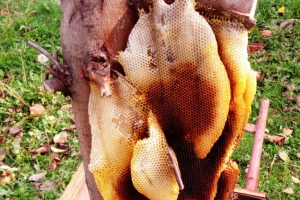 Pčele na drvetu napravile divovsko saće puno meda