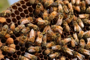 Veštačko odgajanje matice i presađivanje larvi za veći prinos meda