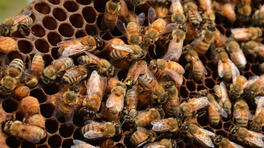 Veštačko odgajanje matice i presađivanje larvi za veći prinos meda
