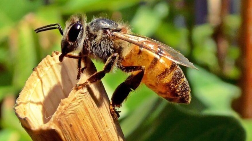 Pčele u službi policije