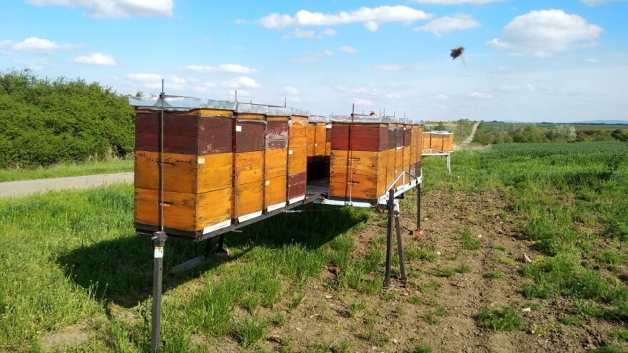 I ove godine manje meda: Na glavnim pašama gubitci 100 posto, idu interventne potpore?