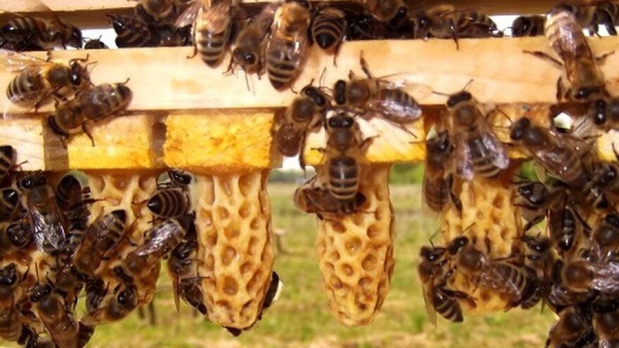 Ponašanje pčela tokom zime