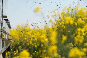 Minusi su ostaviti traga: Hibridi repice otporniji na niže temperature sigurnije će mediti