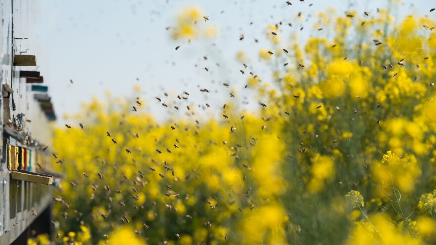 Minusi su ostaviti traga: Hibridi repice otporniji na niže temperature sigurnije će mediti