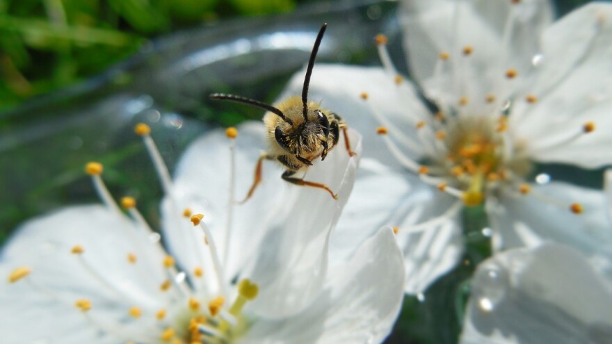 Svjetski dan pčela - 20. svibnja