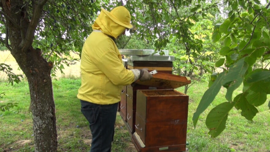 Kako pravilno pripremiti pčele za zimu