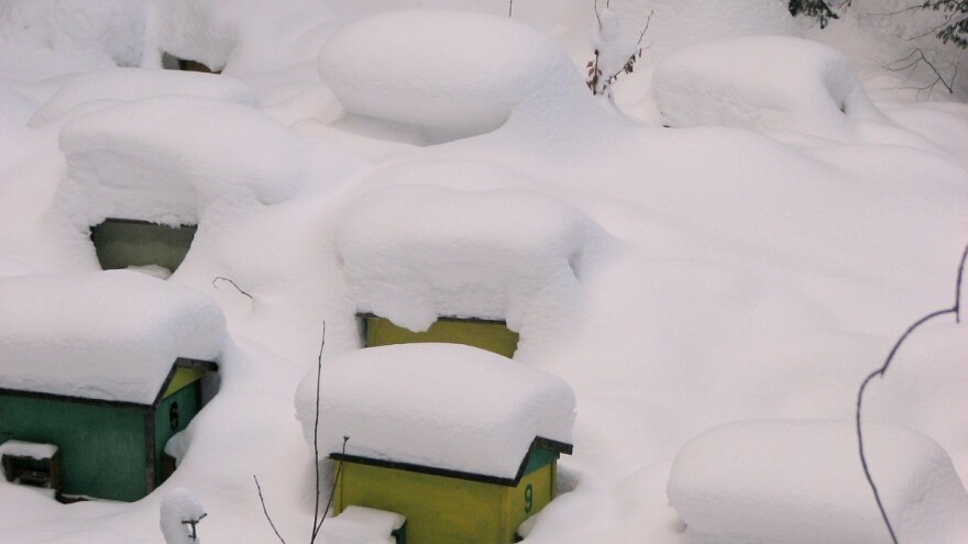Dodavanje pogača zimi ugrožava pčele