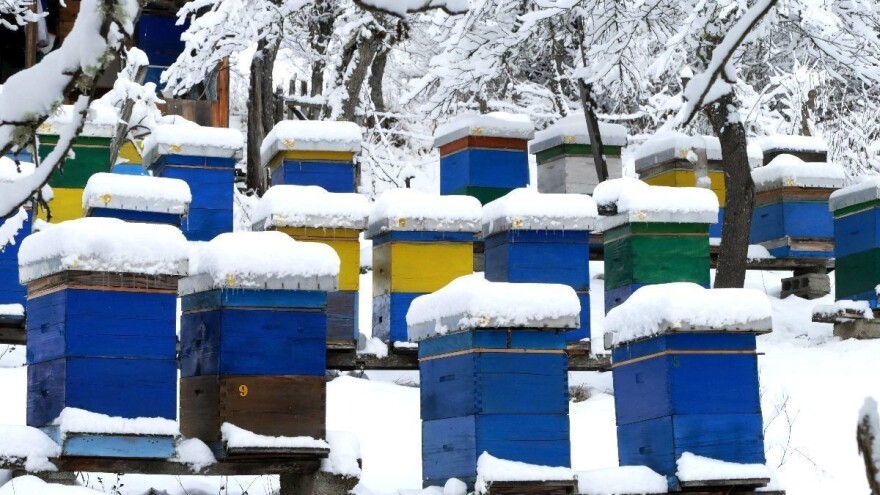 Povremeno kucnite u košnicu i prazite na led!