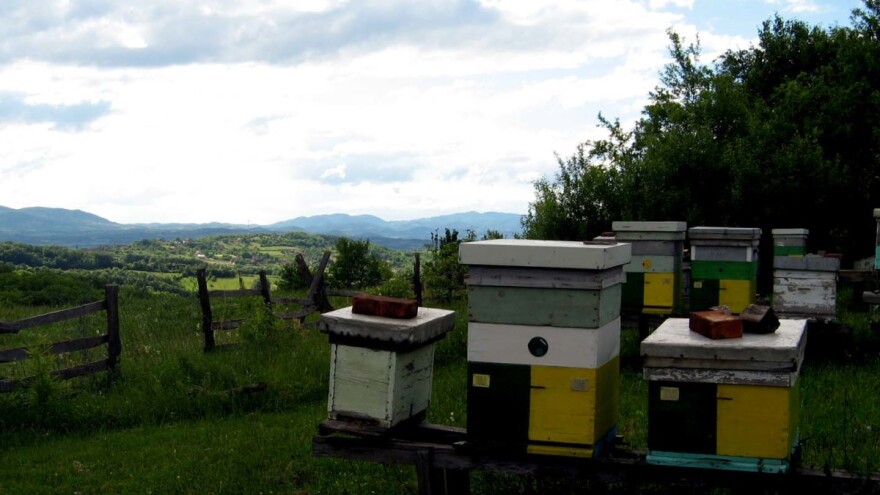 Biopčelarstvo - borba za zdrav polen i zdrav med