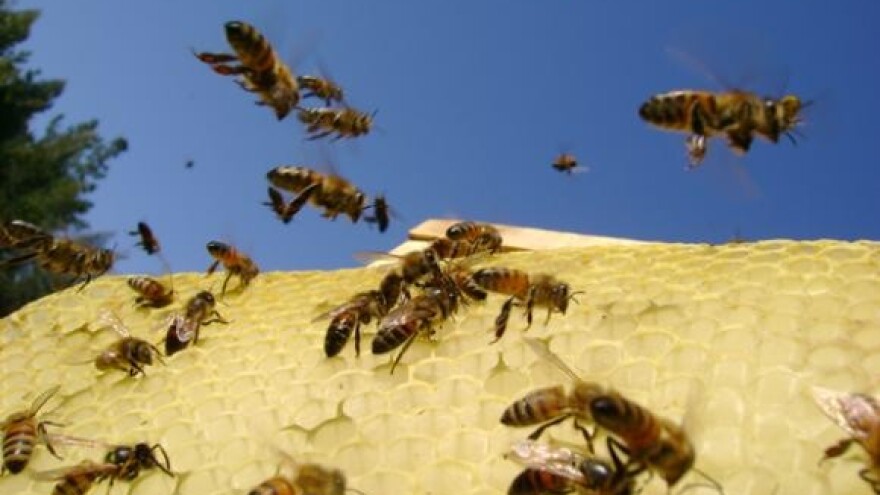 Balkon okupiralo 45.000 pčela