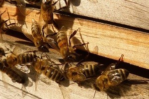 Uskoro kreće "Mala škola pčelarstva"