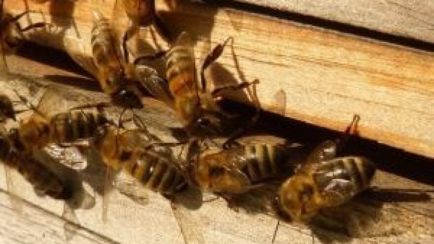 23. Sjednica o pčelarstvu