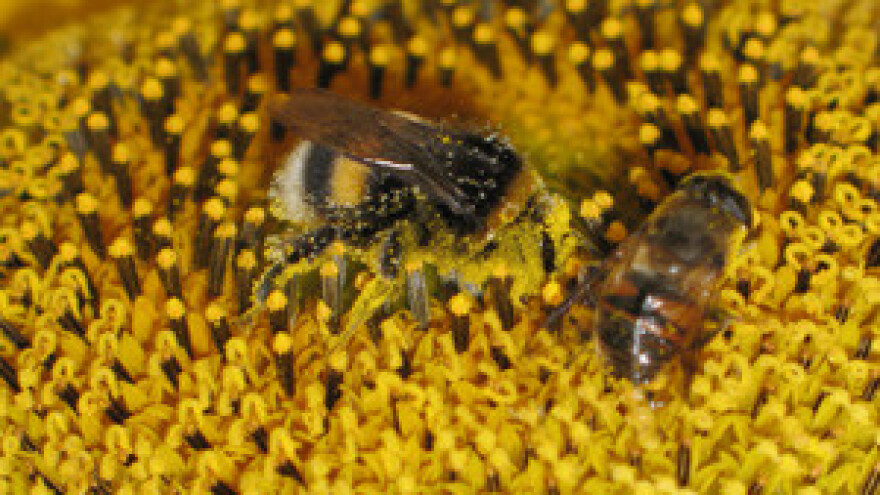 8. Pčelarski dani u Vinkovcima