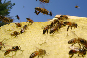 Pesticidi mu uništili pčele