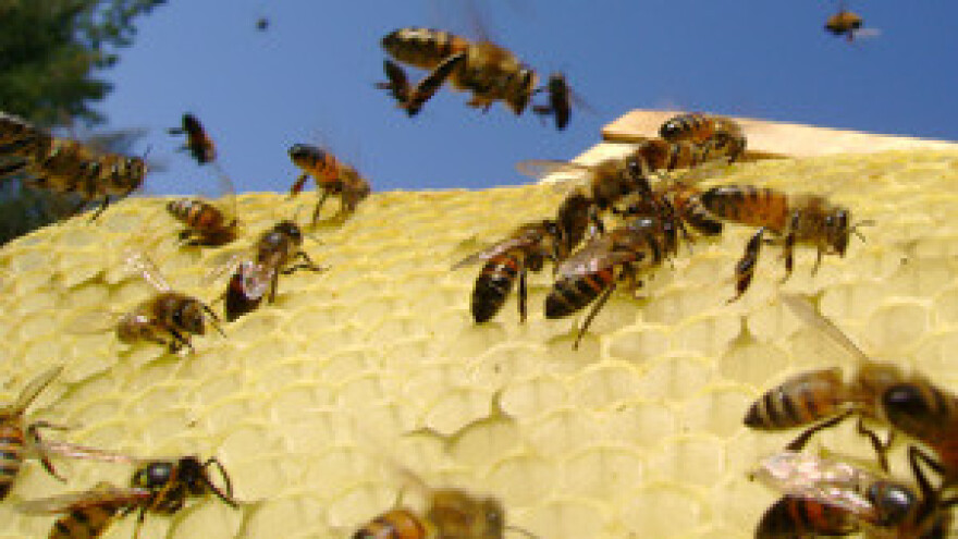Pesticidi mu uništili pčele