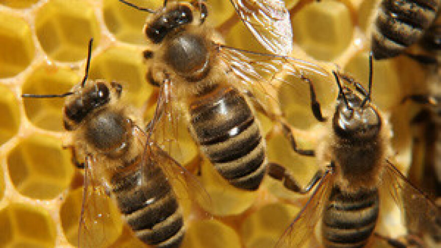 Proizvodnja meda profitabilna