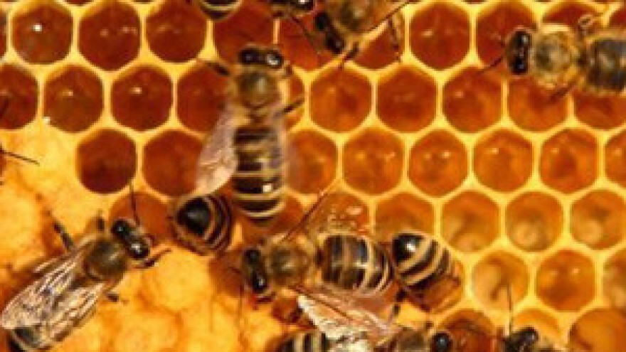 Pčelari najavili 9. Pčelarske dane