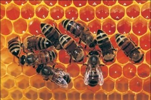 U središtu suživot pčela i pesticida