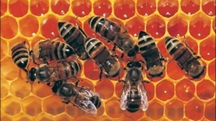 U središtu suživot pčela i pesticida