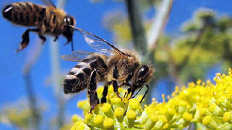 Bumbari i pčele na udaru opasnog insekticida