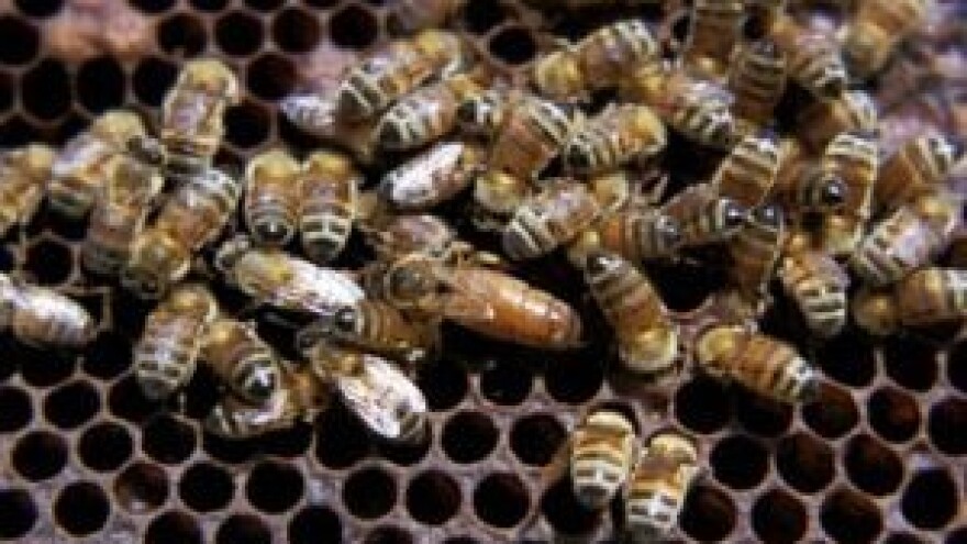 Škola za ekološke pčelare