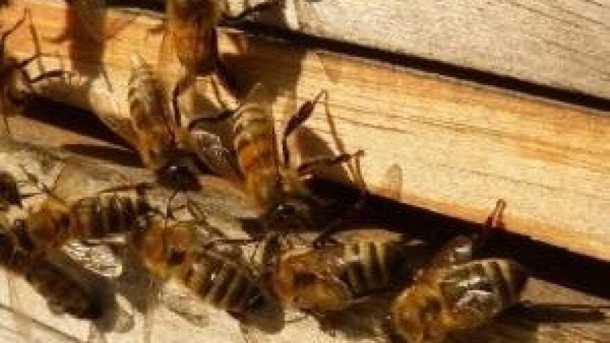 Ćudljiva zima za pčele