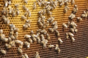 16. mil. kuna za potpore u pčelarstvu