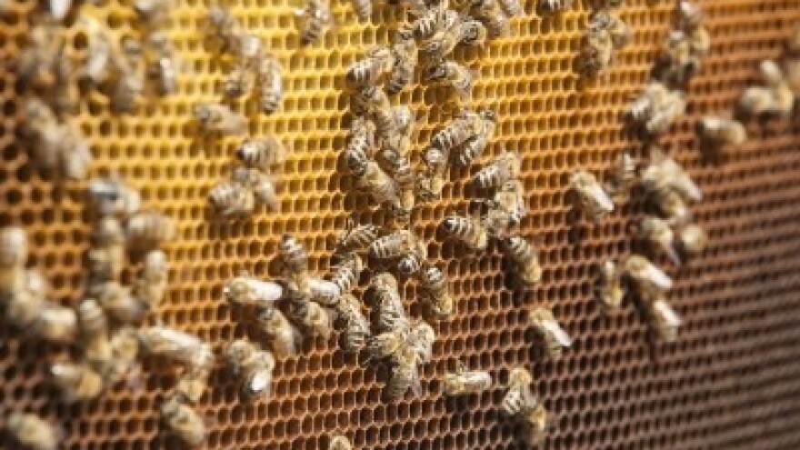 16. mil. kuna za potpore u pčelarstvu