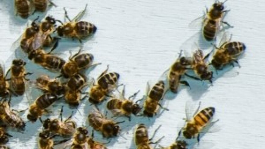 Imamo premalo ekoloških pčelara
