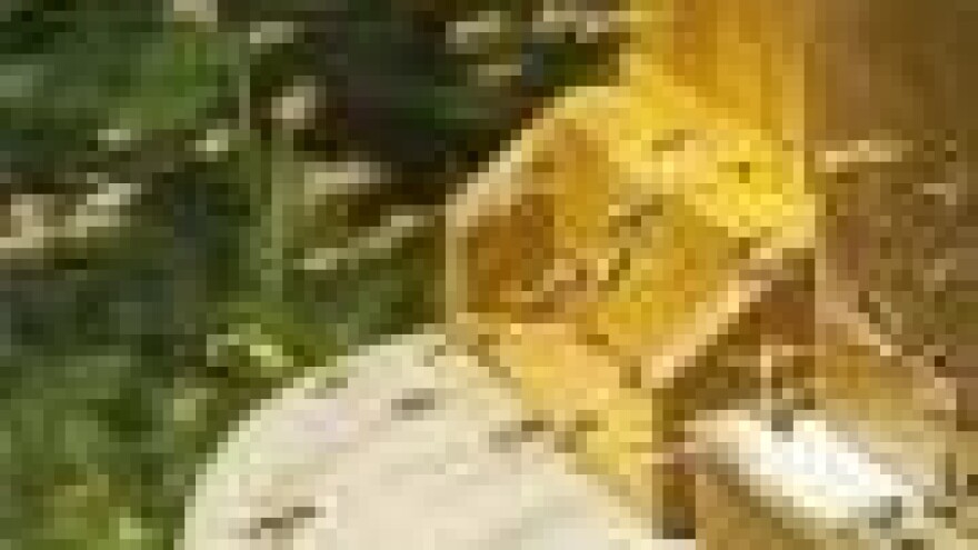 Koristi od oprašivanja pomoću insekata?