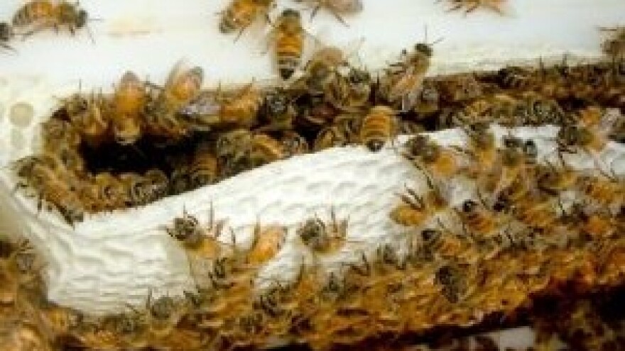 Bez edukacije nema proizvodnje meda