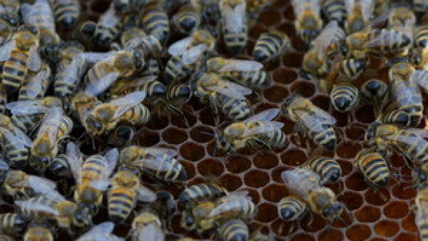 Javni natječaj za istraživanja u pčelarstvu