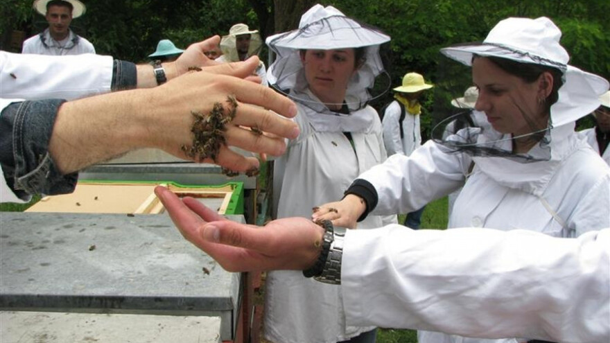 Akcija analize pčela na uzročnike bolesti