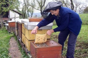 U EU nestalo 13 milijuna košnica