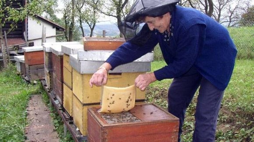 U EU nestalo 13 milijuna košnica