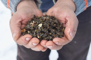 Europa će zabraniti pesticide koji štete pčelama?