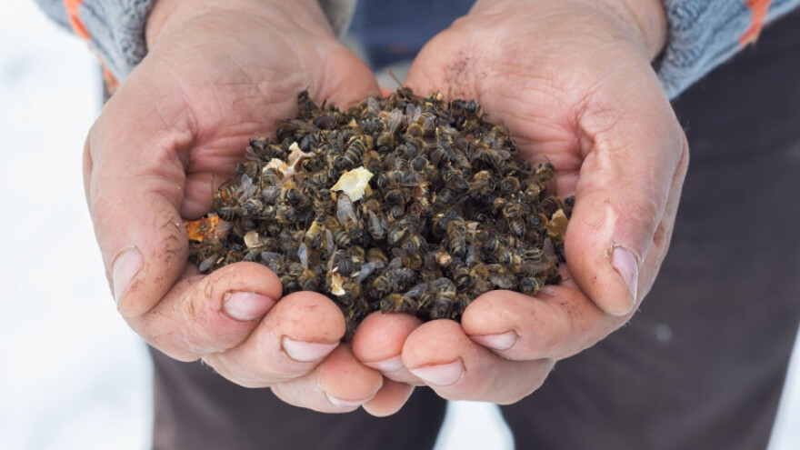 Europa će zabraniti pesticide koji štete pčelama?