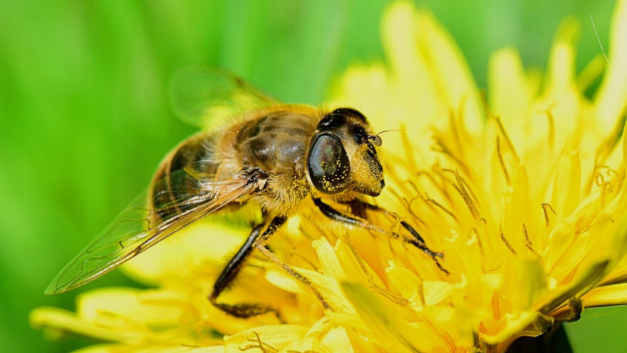 Pčele vide bolje od dronova, robota i ljudi