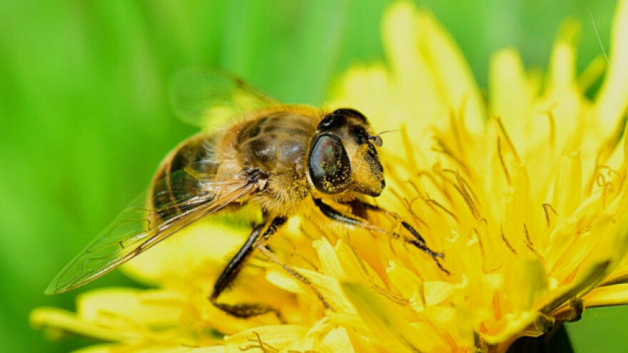 Pčele vide bolje od dronova, robota i ljudi