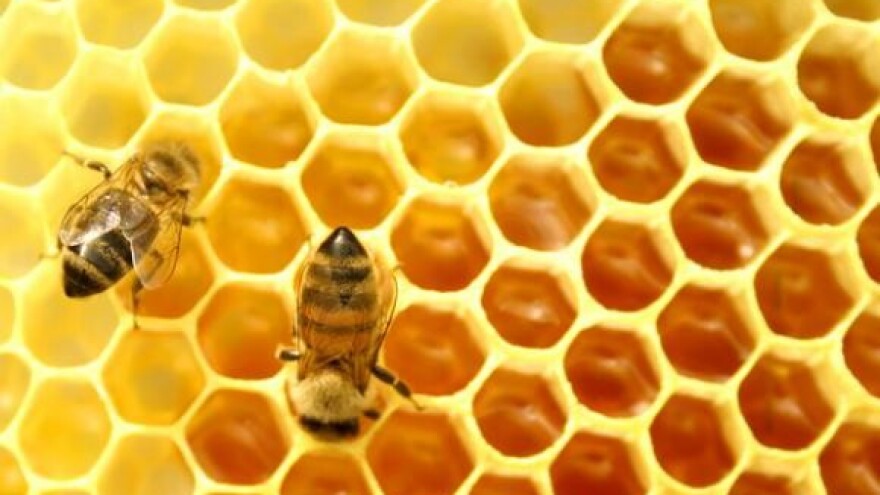 Naleglo se malo pčela