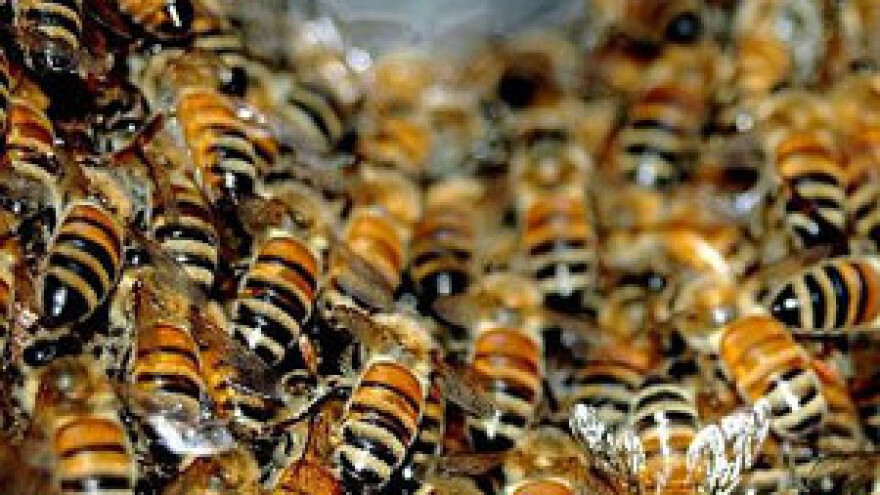 Zimi gubimo 30 posto pčela