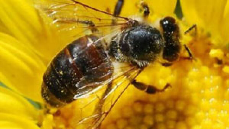 Virusi izazivaju više bolesti pčela