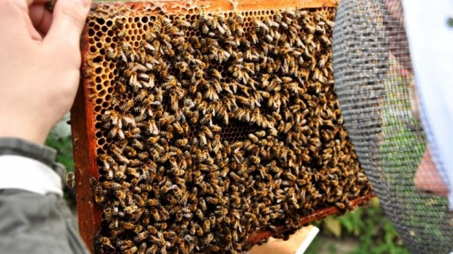 Pčele pirotehničari?!